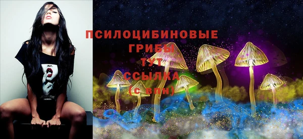 apvp Алзамай