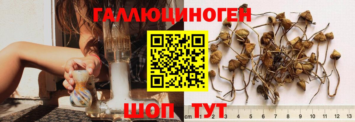 Галлюциногенные грибы прущие грибы  Вход с VPN  Углич 